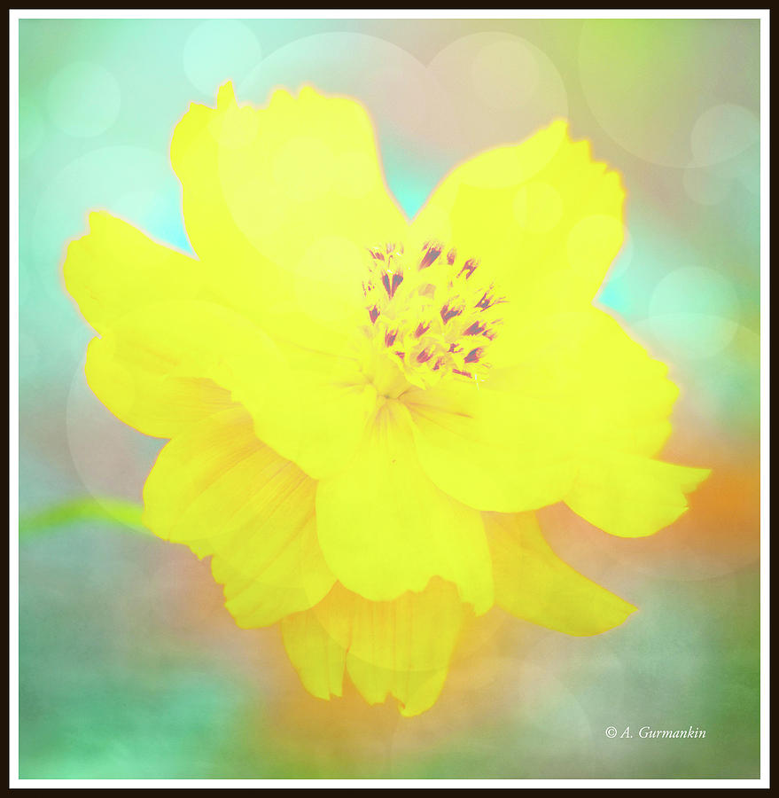 Cosmos Flower in Full Bloom, Digital Art Digital Art by A Macarthur Gurmankin