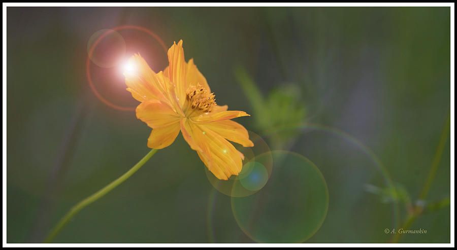 Cosmos Flower in Spiritual Light Photograph by A Macarthur Gurmankin