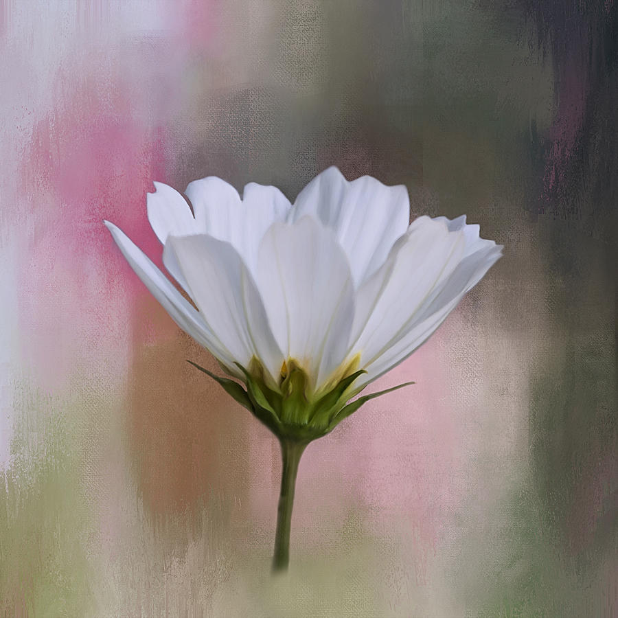 Cosmos Flower in White Photograph by Kim Hojnacki
