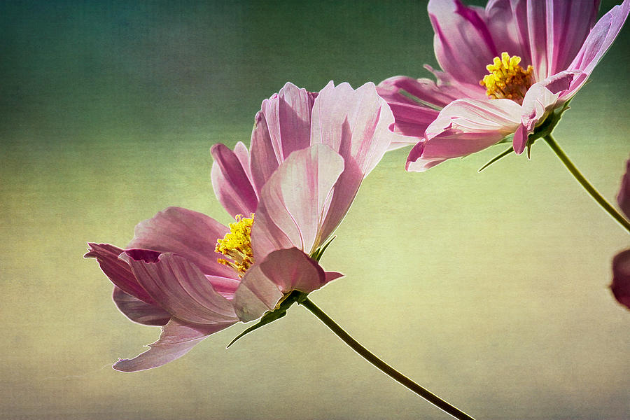 Cosmos Flower Photograph by Jane Kaufman | Fine Art America