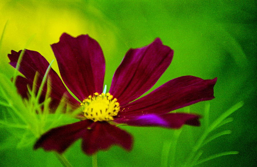 Cosmos Flower Photograph by Lonnie Paulson