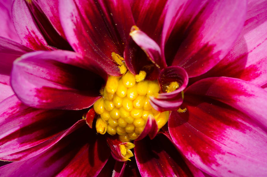 Cosmos Flower Macro Image Photograph by Bruce Pritchett