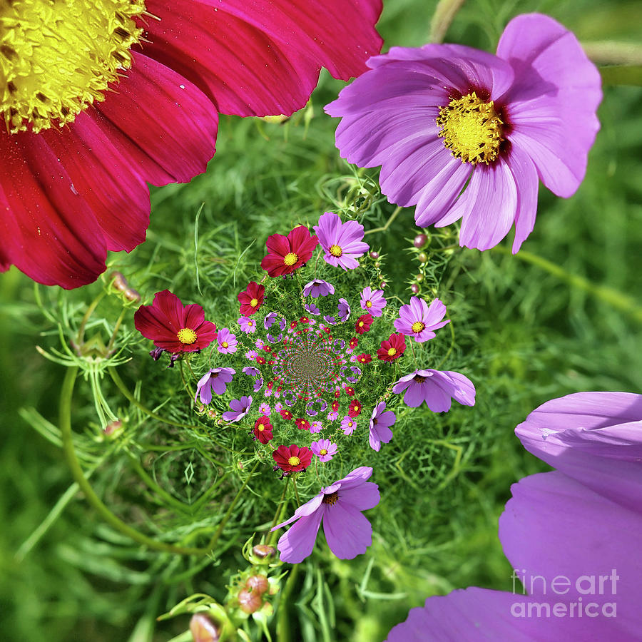 Cosmos Flowers Abstract Photograph by Smilin Eyes Treasures