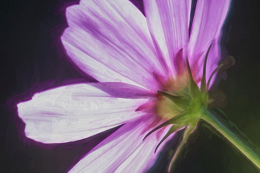 Cosmos Flowers Coreopsideae 002 Photograph by Rich Franco