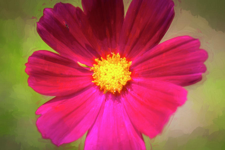 Cosmos Flowers Coreopsideae Photograph by Rich Franco