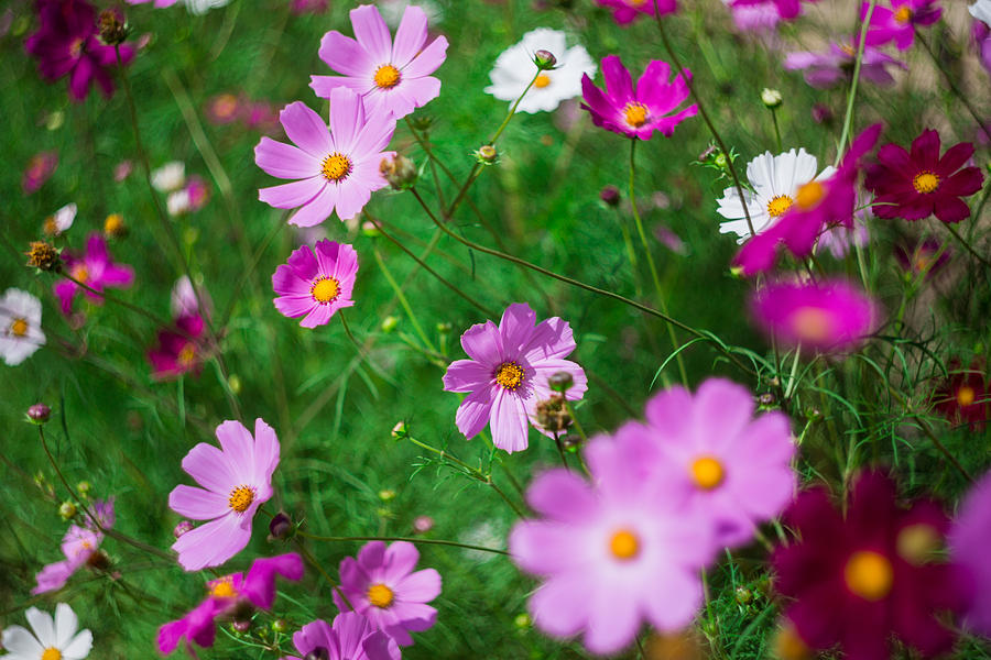 Cosmos Flowers Photograph By Elizaveta Soldatenko - Fine Art America