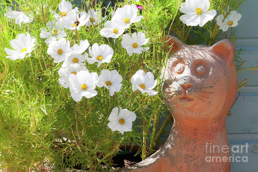 Cosmos flowers growing in a cat container Photograph by Simon Bratt