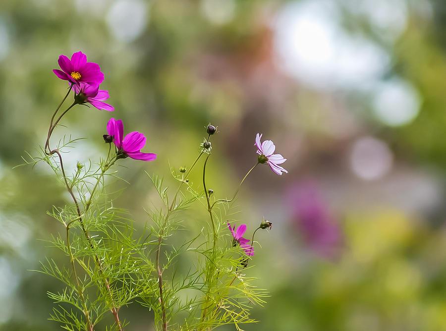 Cosmos Flowers Photograph by Terry DeLuco