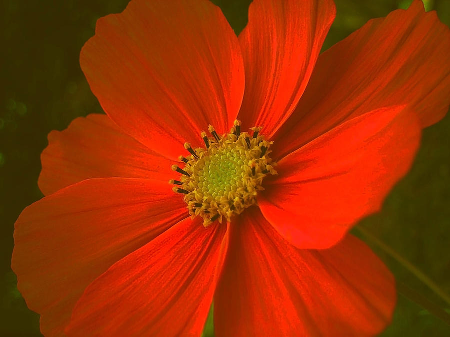 Cosmos Photograph by Juergen Weiss