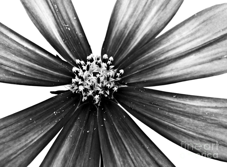 Cosmos Monochrome Photograph by Sarah Loft