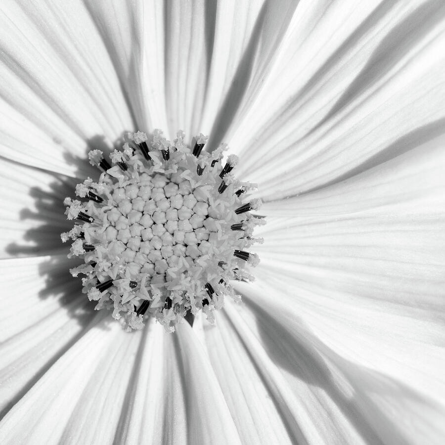Cosmos Monochrome Photograph by Tanya C Smith