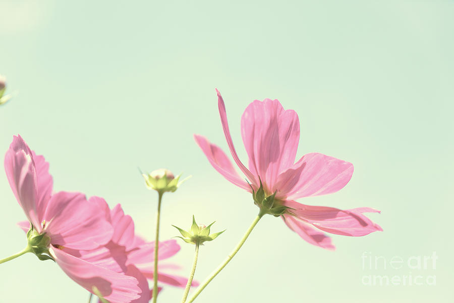Cosmos Pink Flowers Photograph by Anastasy Yarmolovich