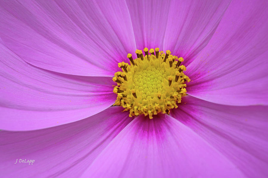 Cosmos Pink Photograph by Janet DeLapp