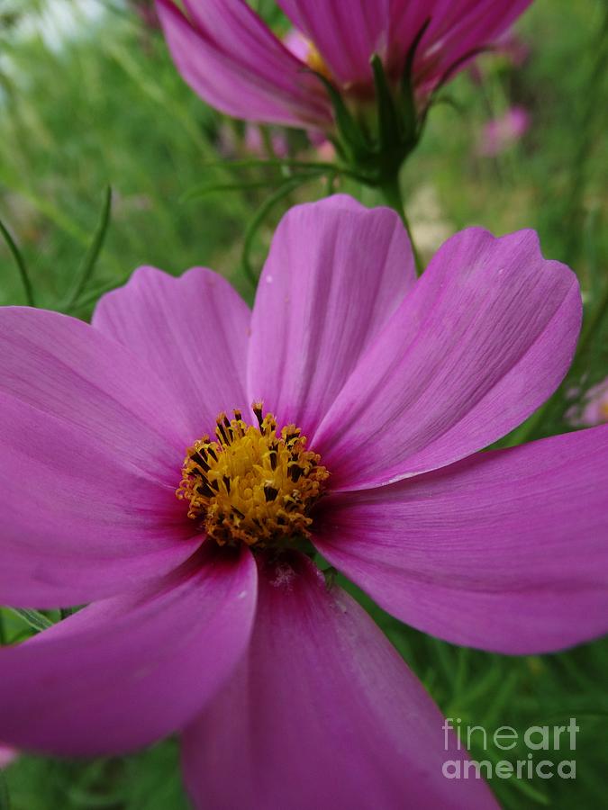 Cosmos Pink Two Step Photograph by J L Zarek