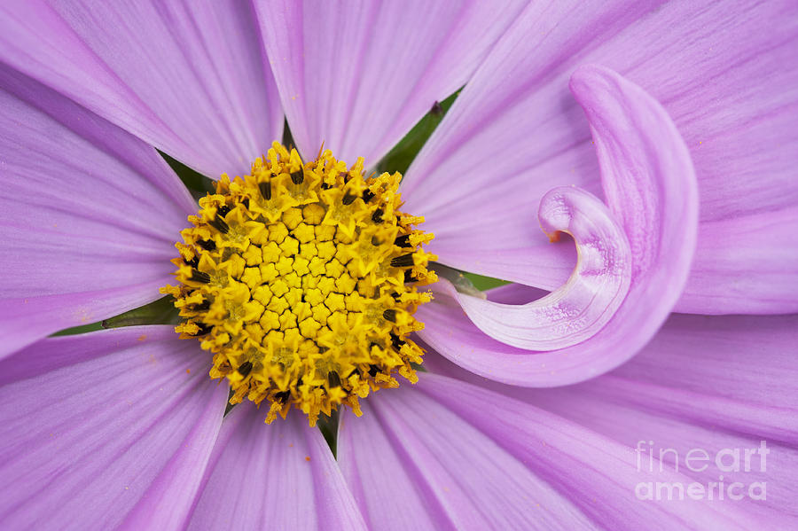 Flower Photograph - Cosmos Sonata Pink  by Tim Gainey