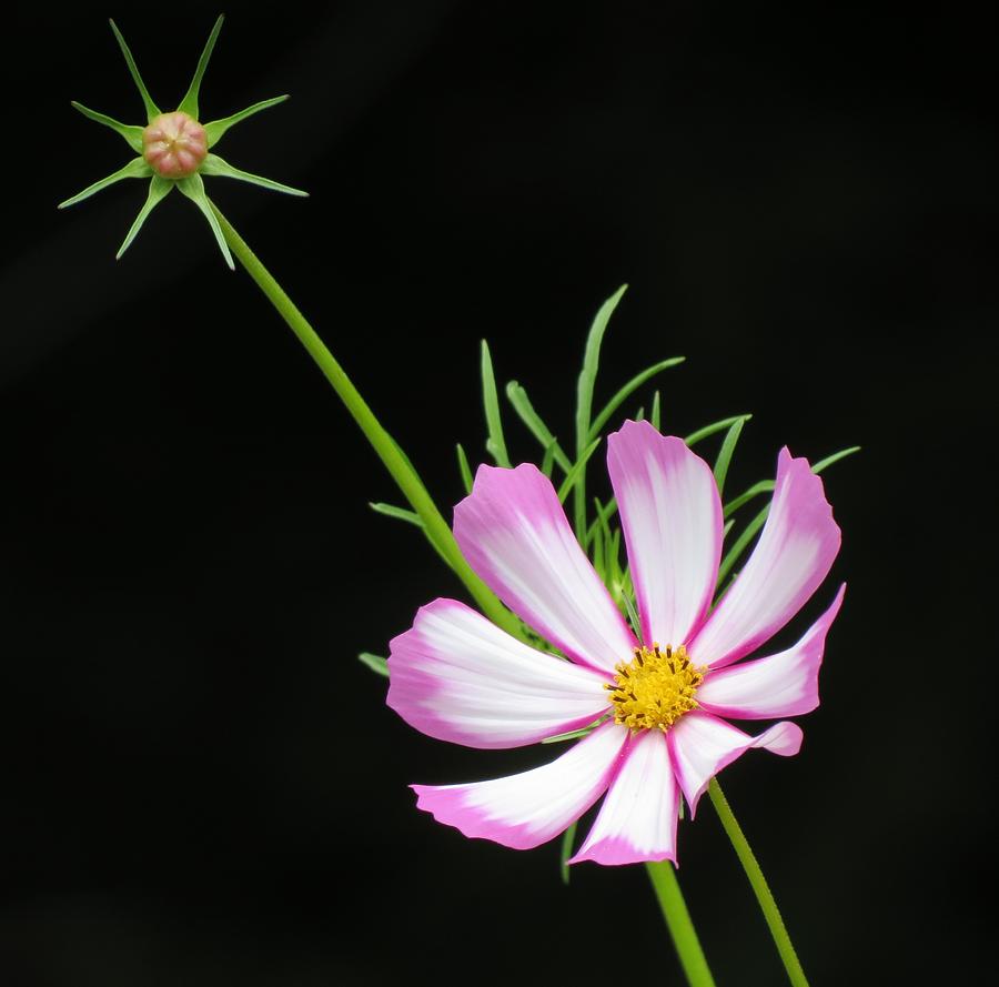 Cosmos Star Photograph by MTBobbins Photography