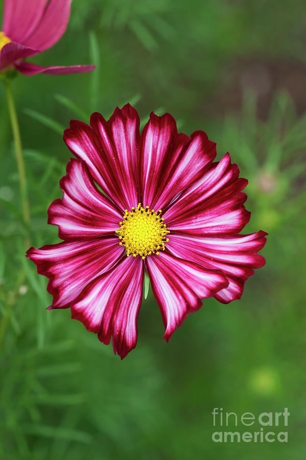 Cosmos Velouette Flower Photograph by Tim Gainey