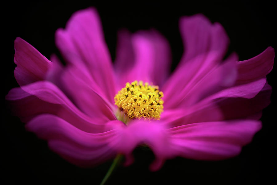 Flowers Still Life Photograph - Cosmos Waves by Jacky Parker