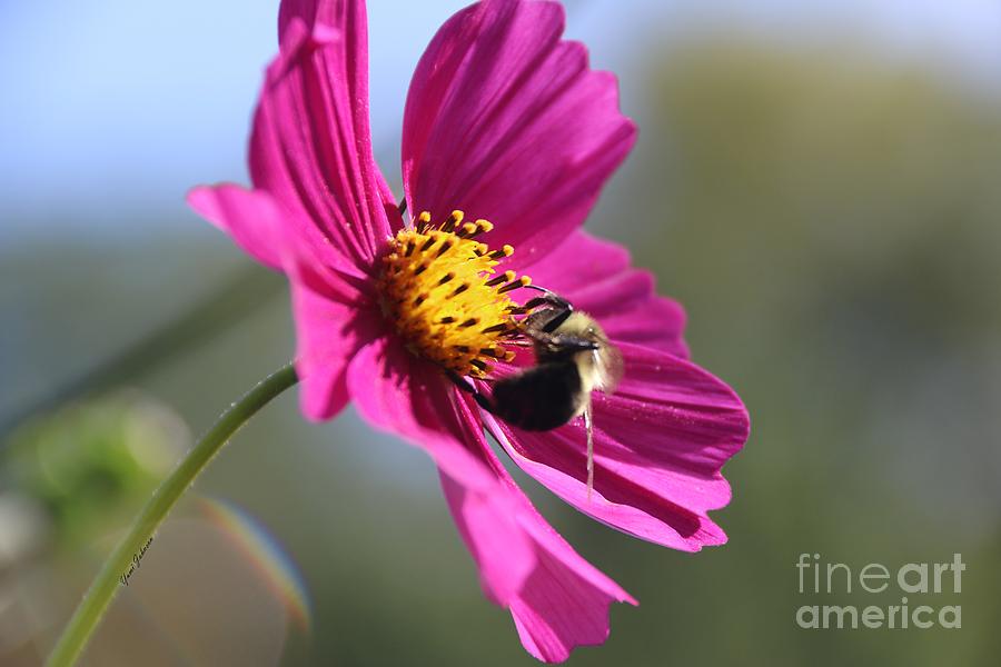 Cosmos with Bumblebee Photograph by Yumi Johnson