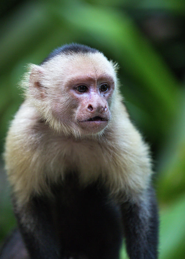 Costa Monkey 1 Photograph by Dillon Kalkhurst