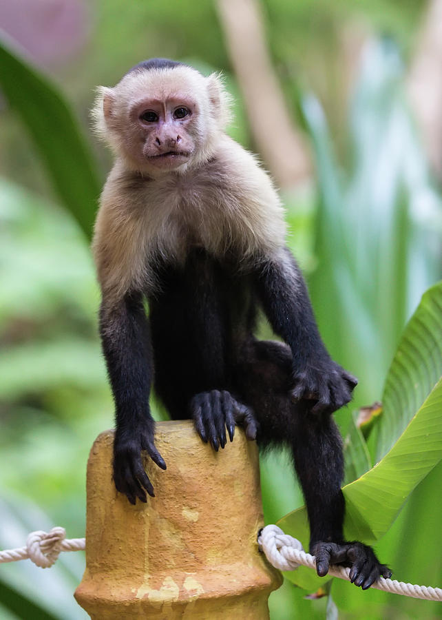 Costa Monkey 2 Photograph by Dillon Kalkhurst