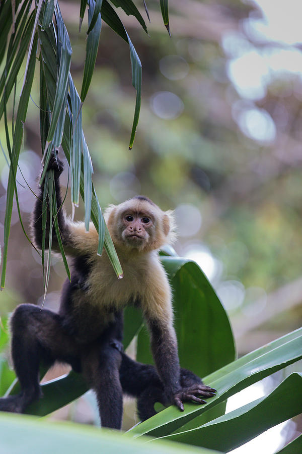 Costa Monkey 3 Photograph by Dillon Kalkhurst
