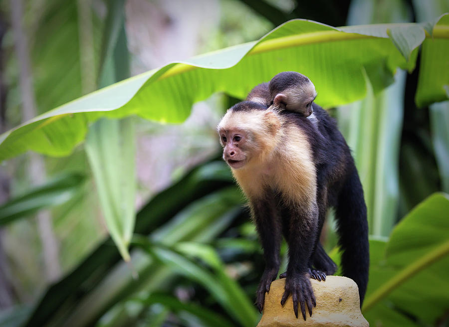 Costa Monkey Mama Photograph by Dillon Kalkhurst