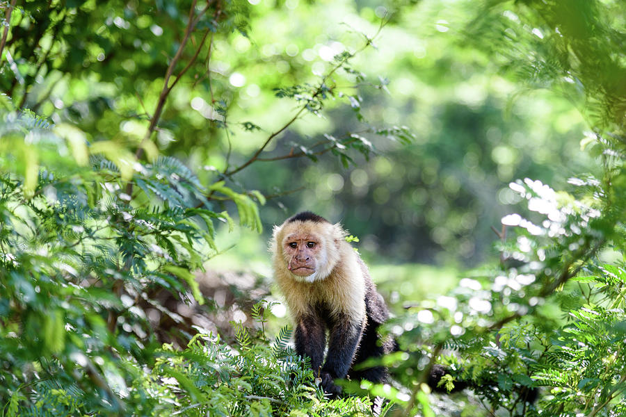 Wildlife Photograph - Costa Rica Capuchin Monkey II by Michael Santos Wildlife Photograph - Costa Rica Capuchin Monkey II by Michael Santos
