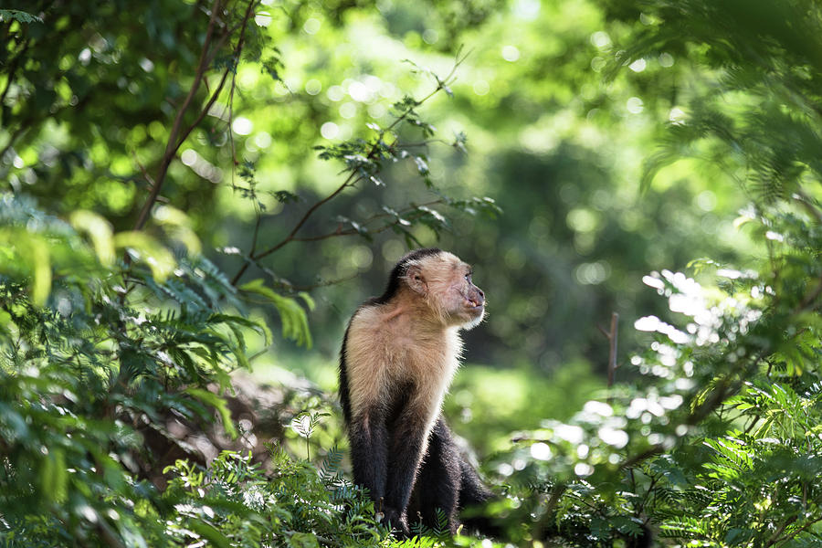 Wildlife Photograph - Costa Rica Capuchin Monkey by Michael Santos Wildlife Photograph - Costa Rica Capuchin Monkey by Michael Santos