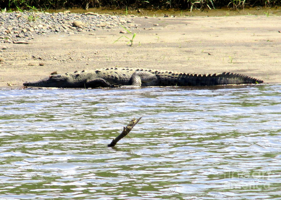 Costa Rica Crocodile 1 Photograph by Randall Weidner