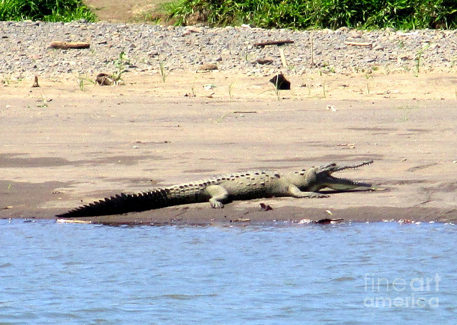 Costa Rica Crocodile 2 Photograph by Randall Weidner