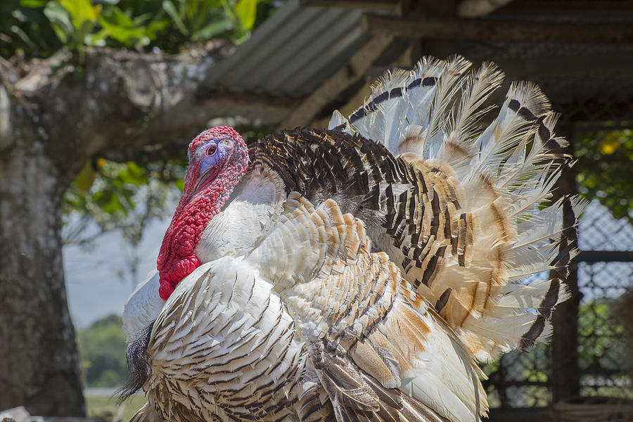 Turkey Photograph - Costa Rica Gobbler  by Betsy Knapp