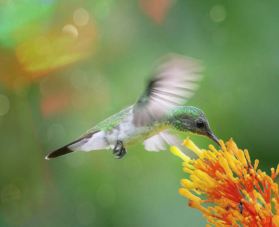 Costa Rica Hummingbird Photograph by Joan Carroll
