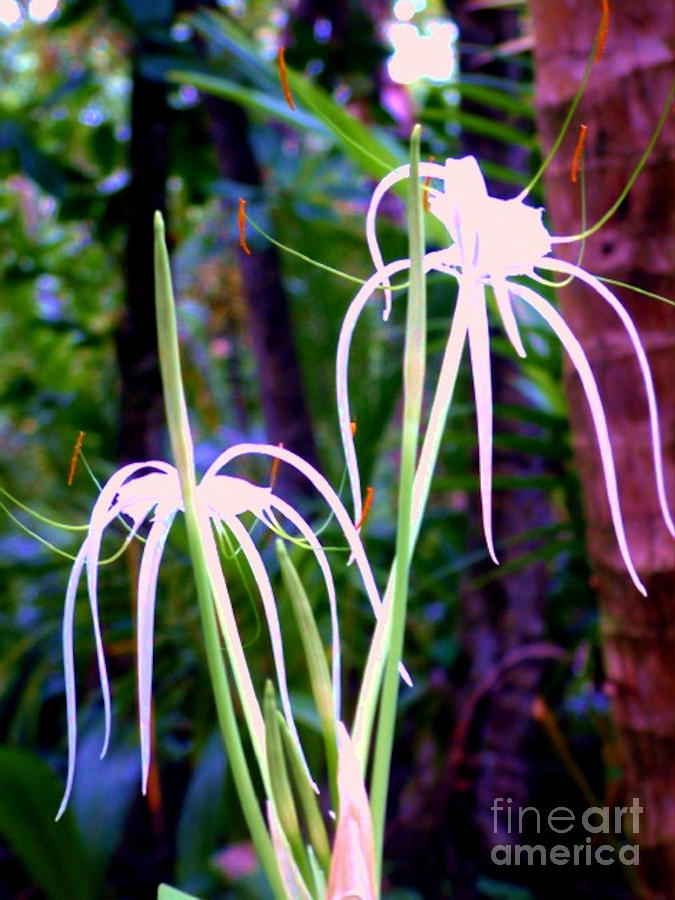 Costa Rica Jungle Bloom Photograph by Lisa Dunn