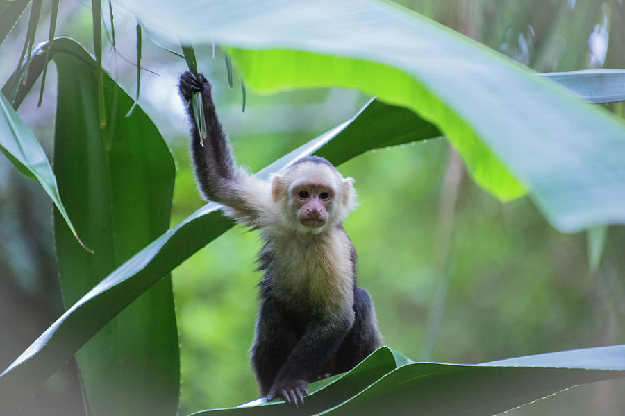 Costa Rica Monkeys 1 Photograph by Dillon Kalkhurst