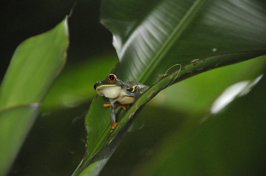 Costa Rica Red Eye Frog I Photograph by Jody Lovejoy