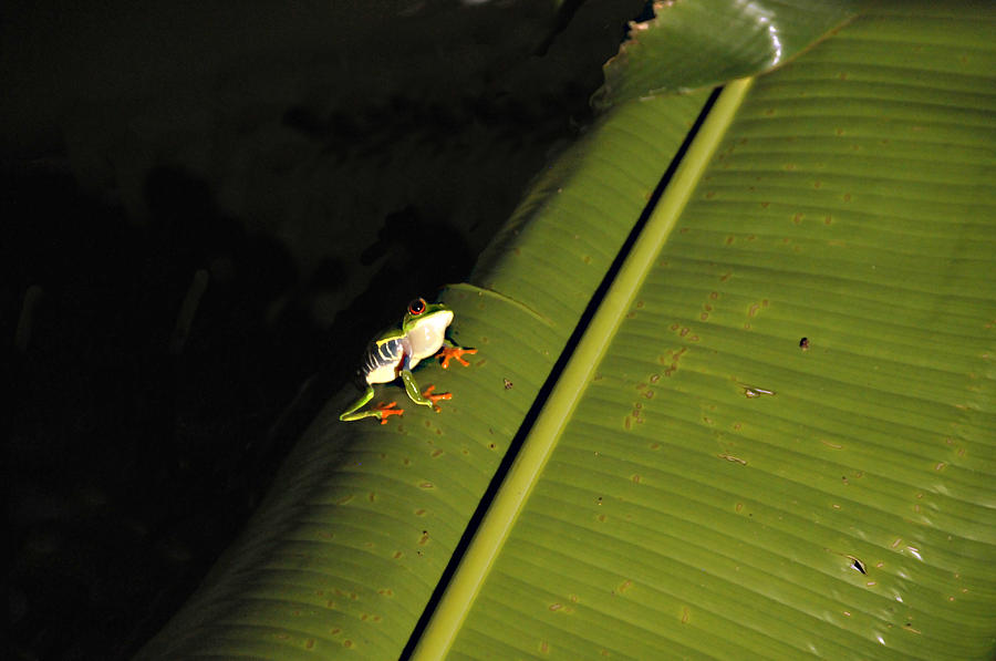 Costa Rica Red Eye Frog II Photograph by Jody Lovejoy