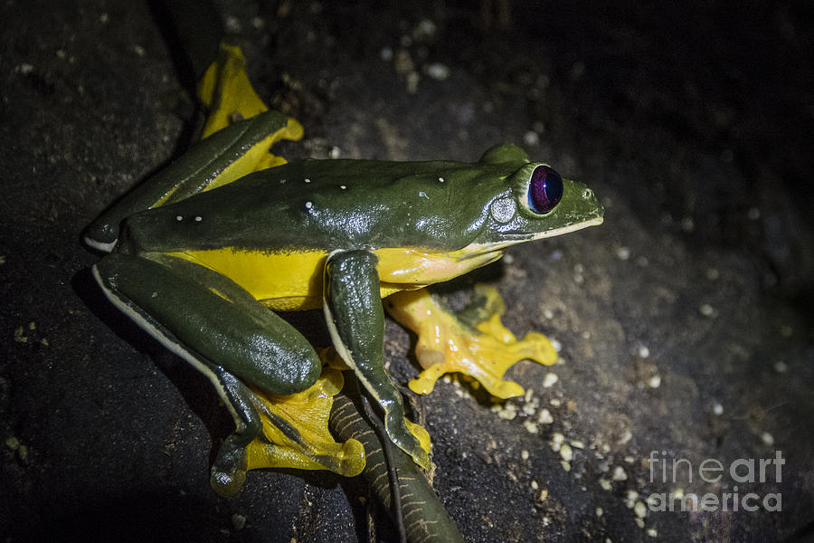 Costa Rica Tree Frog Photograph by Joann Long