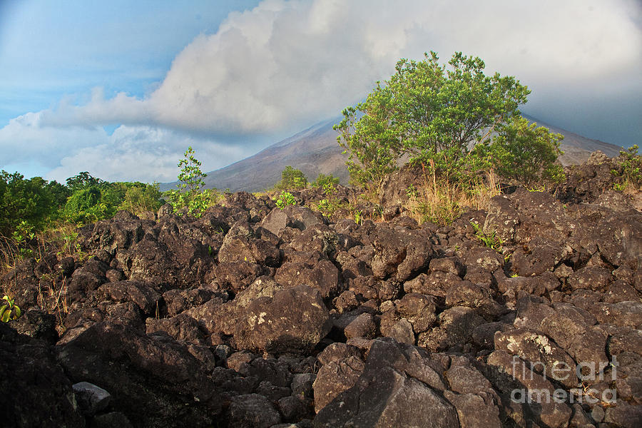 Tree Photograph - Costa Rica Volcanic Rock II by Madeline Ellis