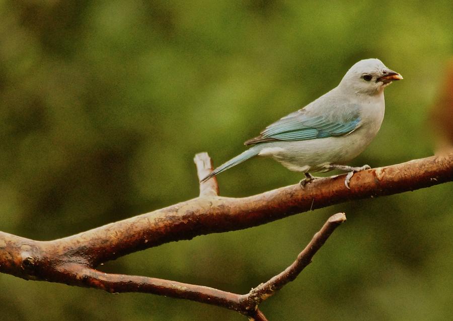 Costa Rican Blue-gray Tanager Photograph