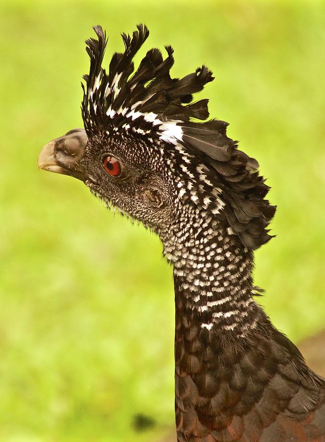 Costa Rican Great Curassow Bird Photograph by Blair Seitz