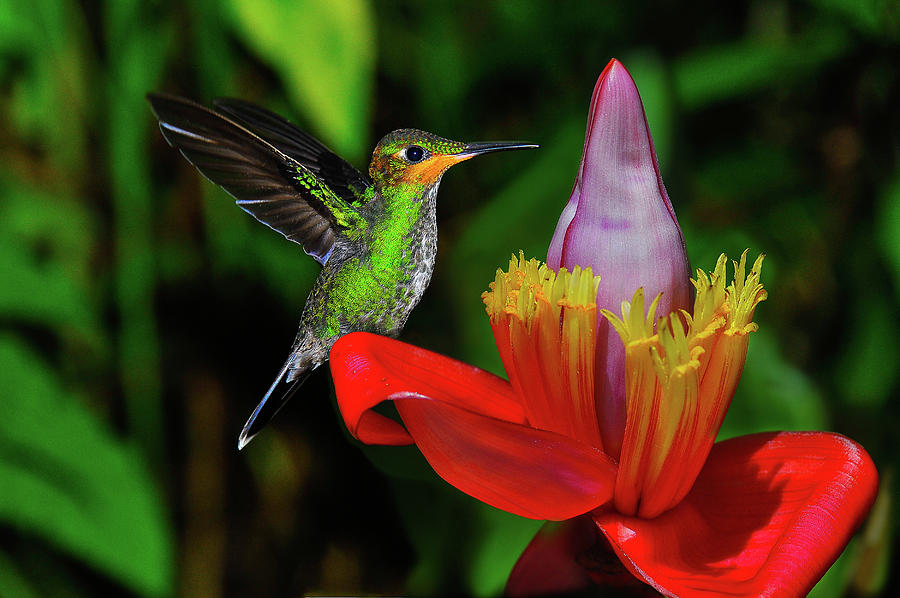 Costa Rica Photograph - Costa Rican Hummingbird by Harry Spitz