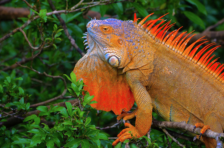 Costa Rican Iguana Photograph by Christine Kerravala - Pixels