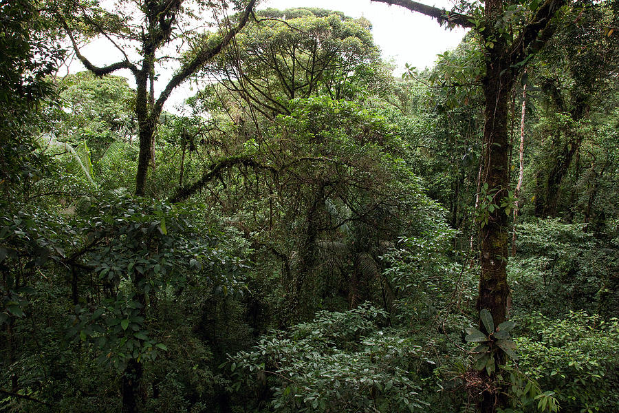 Costa Rican Jungle Photograph by Bob Park