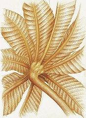 Costa Rican leaf Drawing by Leizel Grant