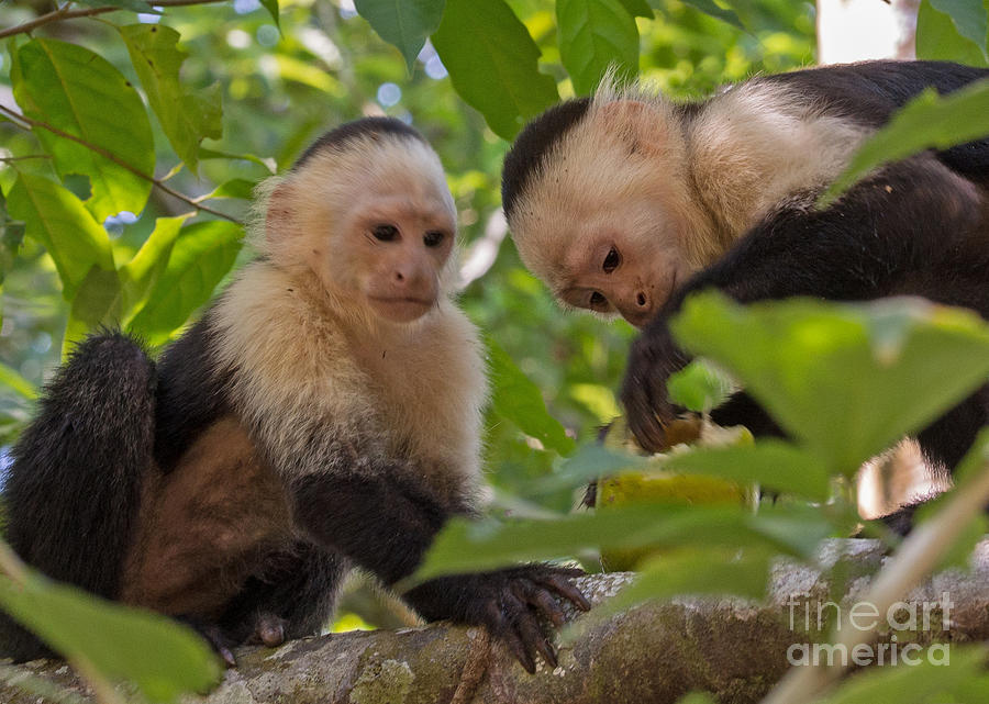 Costa Rican Monkeys Photograph by Tom Pope - Fine Art America