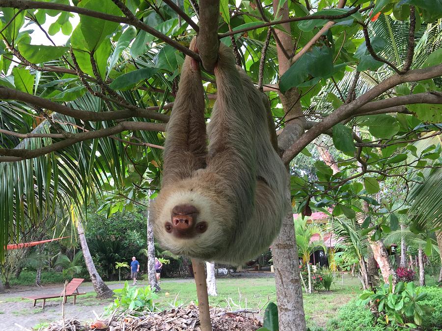 Costa Rican Sloth Photograph by Jillian Amatt