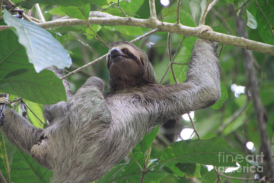 Costa Rican Three Toed Sloth Photograph by Marisa Meisters | Pixels