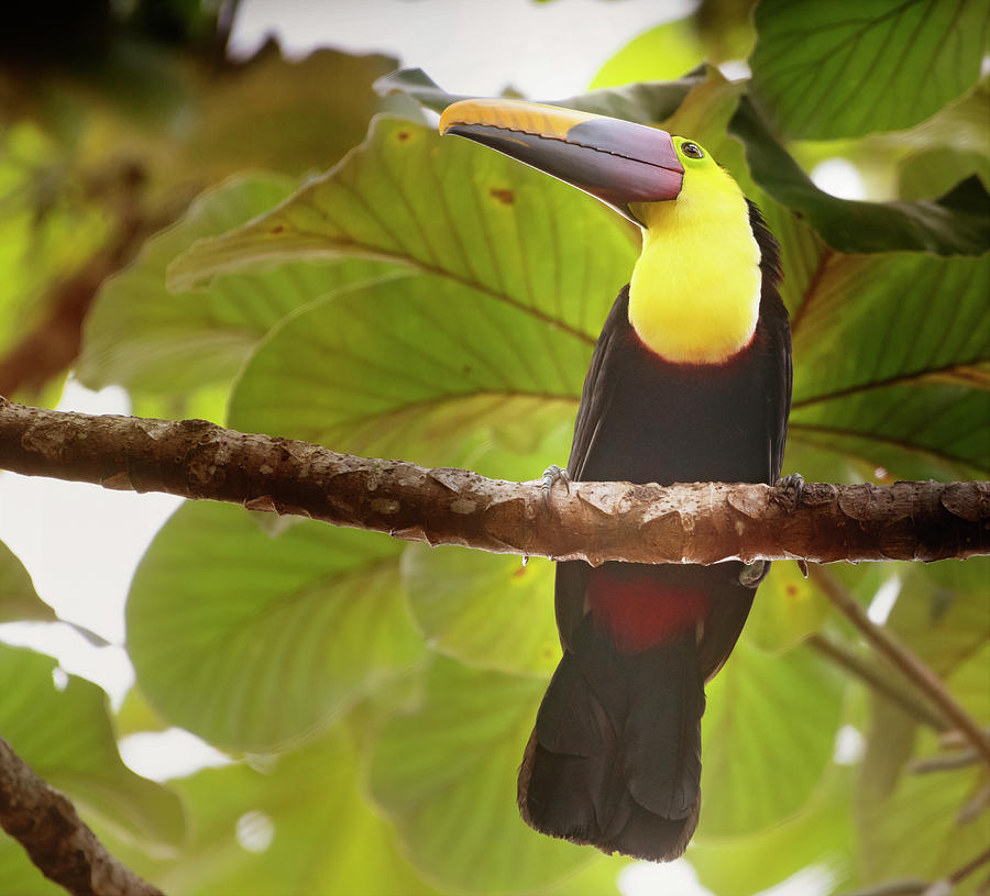 Costa Rican Toucan Photograph by Joan Carroll