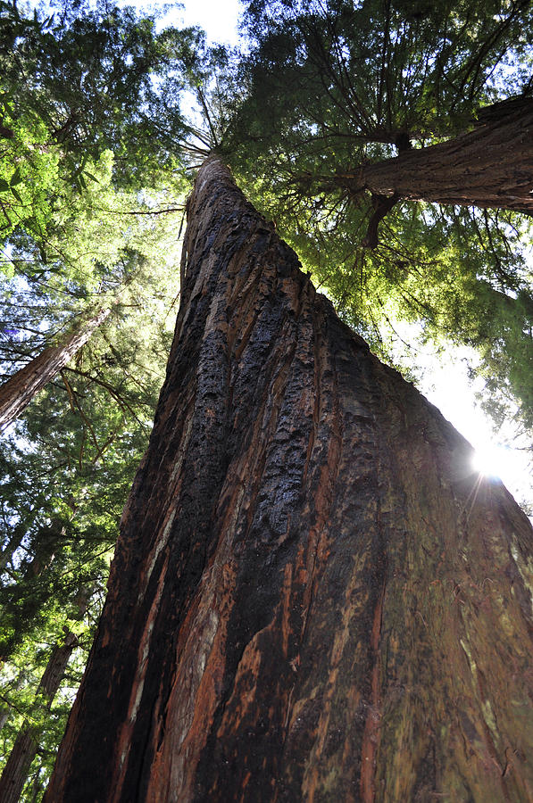 Coastal Redwoods Photograph by Julia McHugh